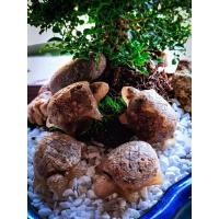 ราคา เต่าจิ๋ว หลวงปู่หลิว มวลสาร ข้างสารหิน ปี 2537 (22866968892)