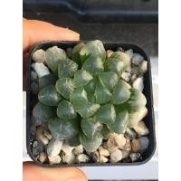 ราคา ฮาโวเทีย หยดน้ำ Haworthia cooperi (4781061535)