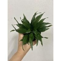 ราคา วาสนาเก้าชั้น ไม้มงคล เสริมวาสนา (6853849114)