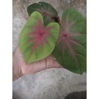 ราคา ต้นบอนสี "ราชินีใบไม้"ฉายาช้างเผือกใบบัว (7350602046)