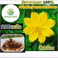 ราคา 200 เมล็ดพันธุ์ ดอกดาวกระจาย สีเหลือง ดาวกระจายสีเหลือง (5268671518)