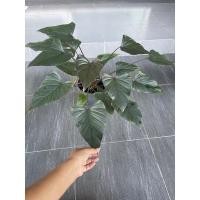 ราคา ต้นเสน่ห์จันทร์ดำ ว่านเสน่จันทร์ดำ กระถาง8 นิ้วต้นใหญ่ (12775955305)