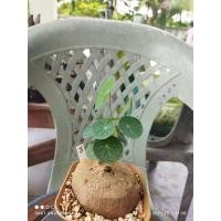 ราคา บัวบกโขด หมายเลข 3 [ส่งทั้งกระถาง ขนาดโขด ~9 เซนติเมตร] ไม้จิ๋ว ไม้โขด ไม้มงคล Minimal ตกแต่งสวน (6650216836)