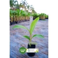 ราคา กล้วยน้ำว้าเพาะเนื้อเยื่อมะลิอ่อง (10 หน่อ/แพ็ค) (8197171961)