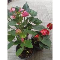 ราคา ต้นดอกหน้าวัวแคระ (Pot Anthurium) (13336257142)