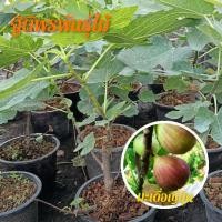 ราคา มะเดื่อญี่ปุ่น (มะเดื่อฝรั่ง) แท้ (10217115854)