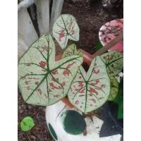 ราคา บอนสี ไทยนิยม ต้นตั้งแม่มี6ใบกับอีก1หลอดค่ะ (12818178609)