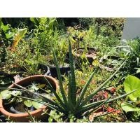 ราคา ต้นไม้ ฟอกอากาศ ต้นงาช้าง แคระ ปลูกห้องแอร์ ได้ บอลเซลล์ ลิ้นมังกร ใน ห้องทำงาน ห้องนอน ในบ้าน บอนเซลแคระ มงคล นำโชค (5761953230)