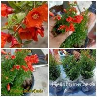 ราคา ขายต้นพันธุ์ ต้นทับทิมแคระ 1 ชุด ขวัญ (8415215274)