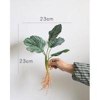 ราคา ต้นไม้ปลอม ต้นคล้าขุนแผน ต้นคล้านกยูง มีราก เกรดพรีเมี่ยม เหมือนจริงมาก (3869474224)