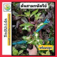 ราคา ต้นสามกษัตริย์ ต้นไม้มงคล สามกษัตริย์ ตะกูลเดียวกับ ใบเงิน ใบทอง ใบนาค (3779189832)
