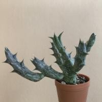 ราคา เก๋งจีน ไม้ชำหน่อ มีตัวอย่างดอก (6771702420)