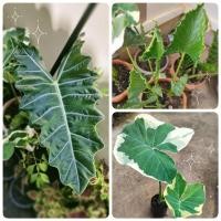 ราคา ต้นห่อเงินห่อทองต้นแก้วสารพัดนึกต้นถุงเงินถุงทองต้นไม้มงคล (19137016293)