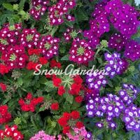 ราคา ต้น เวอร์บีน่า Verbena hortensis ส่งติดดอก (8404820601)