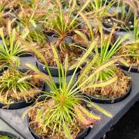 ราคา หยาดน้ำค้าง capensis red และ capensis ธรรมดา‼️คุ้มๆๆ‼️ พืชกินแมลง #พืชกินแมลง (4434820359)