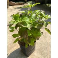 ราคา ต้นกระเพราแดง-กระเพราขาว#ผักสวนครัว#ถุงชำ (22330933201)