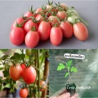 ราคา ต้นกล้ามะเขือเทศสีดาพร้อมส่งปลูกลงดินได้เลย (ทางร้านเพาะเอง) คละไซร้ (ขั้นต่ำ 5 ต้น) (21025018803)