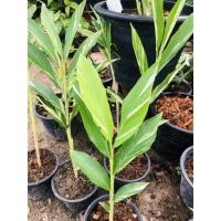 ราคา ข่าด่างขาว,ข่าด่าง ไ (3082117311)