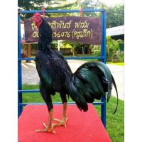 ราคา ไข่เชื้อ ไก่ชนเหล่าป่าก๋อยพัฒนา (ก๋อย75% + ตราดง่อน 25%) (ชุด 1 ฟอง/5 ฟอง) (23317032740)