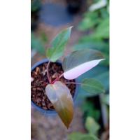 ราคา ต้นฟิโลเดนดรอนพิ้งค์ปริ๊นเซส (Philodendron pink Princess)​ (8571785996)