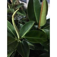 ราคา แพค 3 กิ่ง ยางอินเดียเขียว (4674330034)