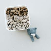 ราคา LITHOP ไลทอป หินมีชีวิต (5915403)