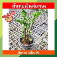 ราคา [แถมปุ๋ยฟรี!+เสียหายเปลี่ยนฟรี] ต้นห่อเงินห่อทอง (กอบเงินกอบทอง) ต้นไม้มงคล ต้นกวักกำเงิน เศรษฐีโอบทรัพย์ เงินทองไม้มงค (19009642740)