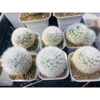 ราคา แมมขนแกะ แท้ คัดเกรดสวย พรีเมียม แมมมิลาเรีย Mammillaria Bocasana v. Multilanata cactus (12944274200)