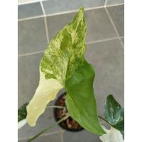 ราคา ต้นเงินไหลมาด่างขาว ด่างสวย (10510746153)