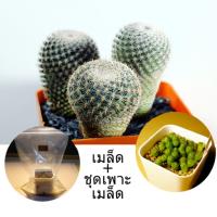 ราคา Mammillaria_microthele_comboset (691611145)