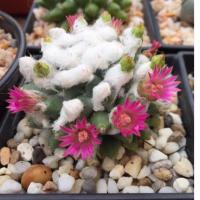 ราคา แมมอิรุซามุ แมมปุยหิมะ Mammillaria bucareliensis Erusamu (5648369402)