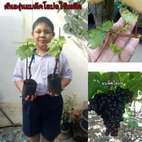 ราคา ❤#ต้นองุ่นแบล็คโอปอไร้เมล็ด (ต้นติดตาตอองุ่นป่า) (4445364853)