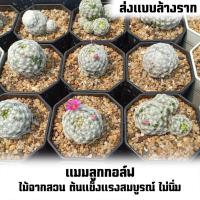 ราคา แคคตัส แมมลูกกอล์ฟ กระบองเพชร cactus mammillaria humboldtii (ส่งทั้งกระถาง) (8642617298)