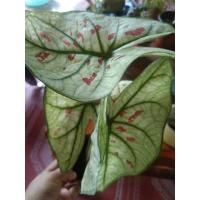 ราคา บอนสี..ไทยนิยม...... (13523322806)