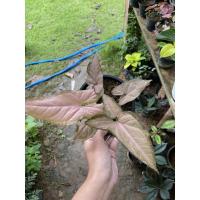 ราคา ออมชมพู ต้นออมชมพู ใบสีชมพู (4751353829)