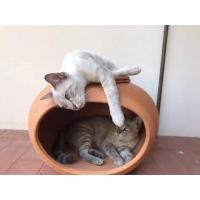 ราคา บ้านแมวดินเผา โอ่งแมวดินเผา (19277140760)