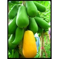 ราคา ต้นกล้ามะละกอ ฮอลแลนด์ ต้นละ 14 บาทซื้อ 10แถม 2 (21584350099)