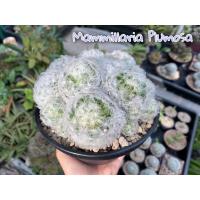 ราคา แมมขนนกขาว Mammillaria plumosa (8690489965)