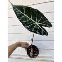 ราคา บอนดำสตูล บอนสตูลดำ อโลคาเซีย (12671469795)