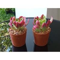 ราคา ** ต้นพญานาคราชด่าง กระถาง 3" (2923983793)