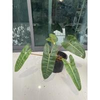 ราคา ฟิโลเดนดรอนก้านส้ม ฟิโลก้านส้ม (Philodendron billietiae) (12823043861)