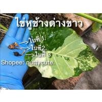 ราคา ไข่บอนหูช้างด่างขาว / ไข่บอนหูช้างด่างเหลือง (12745364029)