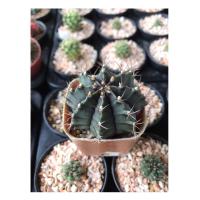 ราคา ยิมโน แคคตัส ต้นกระบองเพชร (5541637472)