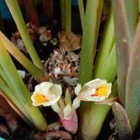 ราคา ว่านดอกทอง รากราคะ(ชำในถุงละ 2 ต้นเล็ก) ว่านมหาเสน่ห์มหานิยม ว่านพกเพิ่มสิริมงคล ค้าขายดีมีกำไร(ว่านหายากใกล้สูญพันธุ์) (6395172809)