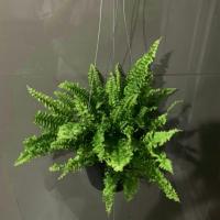 ราคา เฟิร์นบอสตัน ( Kimberley queen fern ) (5342347862)