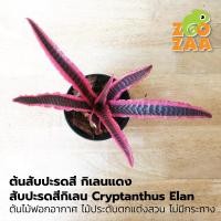 ราคา ต้นสับปะรดสี กิเลนแดง สับปะรดสีกิเลน Cryptanthus Elanต้นสูง 15 ซม ต้นไม้ฟอกอากาศ ไม้ประดับตกแต่งสวน ไม่มีกระถาง (6561039113)