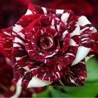 ราคา เมล็ดกุหลาบสี แดง-ขาว (535290598)
