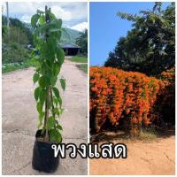 ราคา ต้นพวงแสด ไม้เลื้อย ดอกสีส้ม (14311276239)