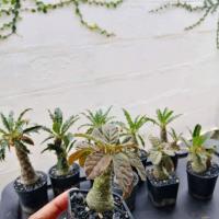 ราคา Cactus มะพร้าวทะเลทราย (Dorstenia Foetida) คัดพิเศษกำลังให้ดอก ฟร์อมโขดอวบสวย น่ารัก เลี้ยงง่าย (4435825346)