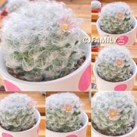 ราคา แมมขนแกะต้นใหญ่ ดอกสีชมพูหวานมาก (12926980823)